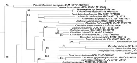 Phylogenetic Tree Based On 16s Rrna Gene Sequence Comparisons Over 1340