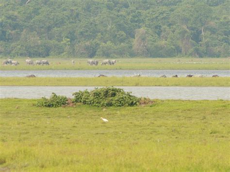 Bubalus Arnee Wild Water Buffalo Assam India Bubalus Flickr