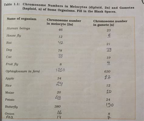 Chromosome Number In Meiocyte Diploid N Fruit Flies Chromosome