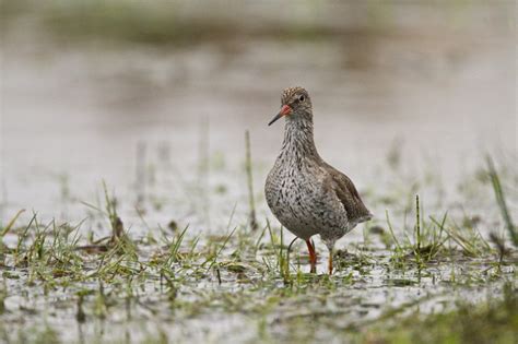 Common Redshank - BirdLife Cyprus