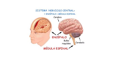 Esquemas Del Sistema Nervioso Ppt Descarga Gratuita