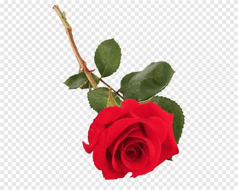 Jard N Rosas Col Rosa Floribunda Planta Tallo Flor Jard N Rosas Png