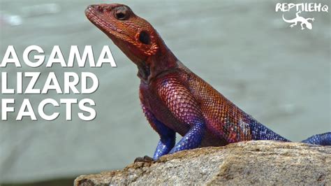 Fascinating Agama Lizard Facts Youtube