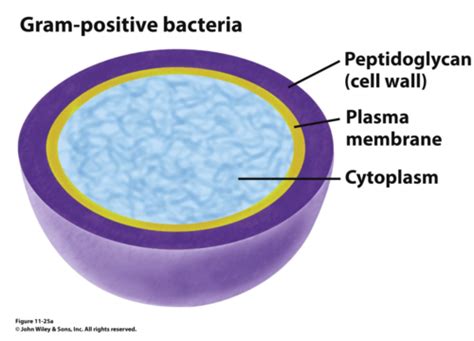 Collet Membrane Plasmique Gram Croissance Bact Rienne