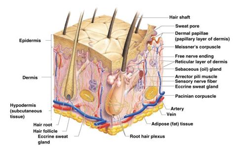 AP Integumentary System Diagram Quizlet