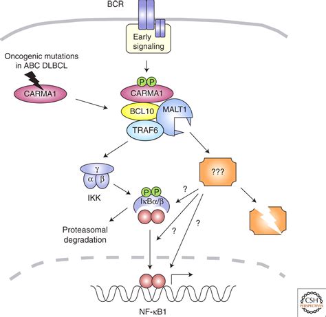 Antigen Receptor Signaling To Nf B Via Carma Bcl And Malt