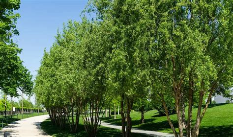 7 Types of Cypress Trees – Background, Qualities and Growing Conditions - Plantglossary