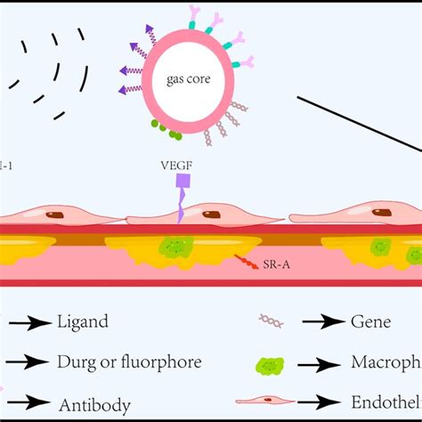 The Development And Main Features Of Atherosclerotic Plaques