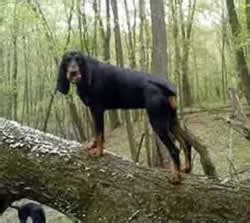 Black & Tan Coonhound · Hunting Dogs - Dogs Breeds