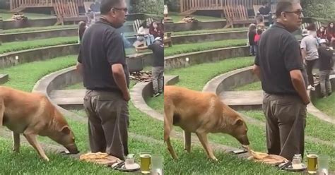 TikTok viral perrito aprovecha la distracción de un hombre para