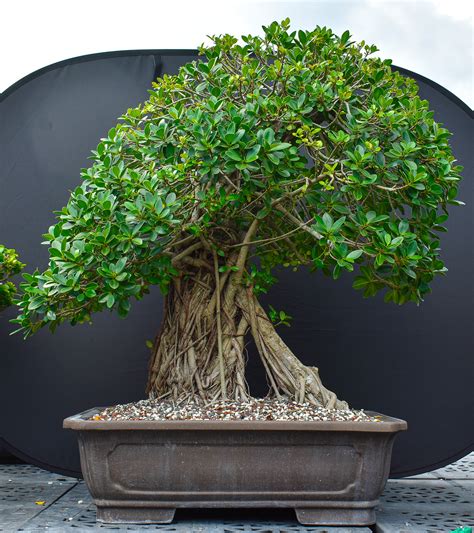 Ficus Green Island One Of A Kind Bonsai Wigert S Bonsai