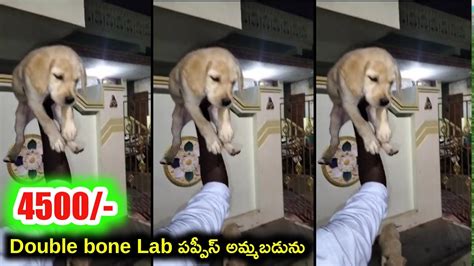 Top Quality Lab Puppies For Sale In Telugu Aj Pets Youtube