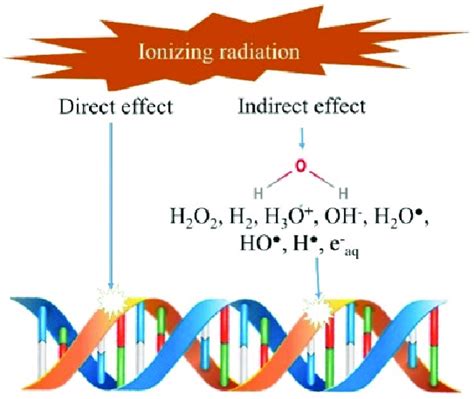 Effects of radiation on the genetic material (DNA) in microorganisms.... | Download Scientific ...