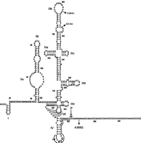 Diagram of genotype 1b HCV IRES RNA secondary structure (sequence 2–418 ...