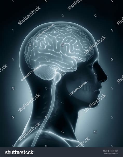 Human Brain Medical Xray Scan Stock Illustration 133874924 Shutterstock