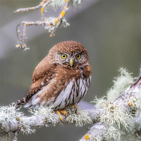 Somerset House - Images. NORTHERN PYGMY OWL