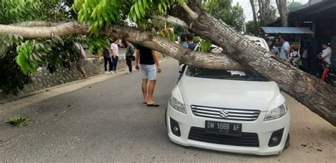 Pohon Tumbang Timpa Mobil Di JDS Kota Gorontalo Dulohupa Id