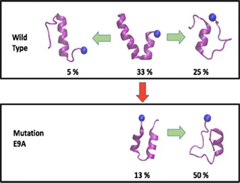 Stability Of The N Terminal Helix And Its Role In Amyloid Formation Of