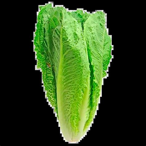 Romaine Lettuce Benefits High Quality | www.bharatagritech.com