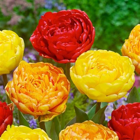 Garden State Bulb 12 Plus Cm Caribbean Mix Double Late Tulip Flower