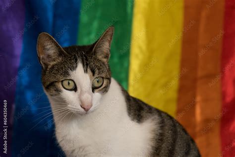 Retrato De Gato Con La Bandera Gay De Fondo Primer Plano De Retrato De Felino Con La Bandera
