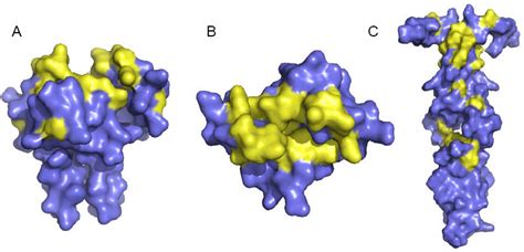 Figure From Structural Basis For Dimerization In Dna Recognition By