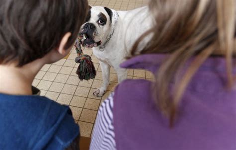 Grasse Apr S Une Dispute Un Chien Mord Un Enfant Reprises