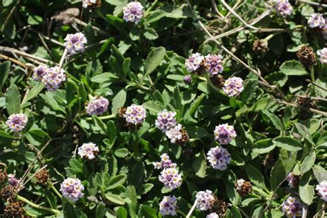 Plant of the day: turkey tangle fogfruit | Flowers Of Marin