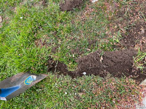 How To Plant Ground Cover Under A Tree Kelly Elko