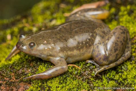 The Reptiles And Amphibians Of Kenya Naturetrek