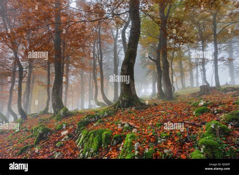 Comunes De haya Fagus sylvatica bosque de hayas en otoño con la