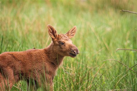 Wildpark Müden Tierisch nah dran