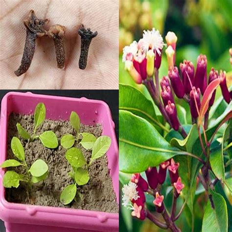 Growing Clove Tree At Home Is Very Very Easy How To Grow Clove Tree