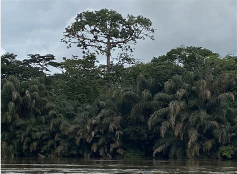 An ancient rainforest in West Africa to connecting people with ...