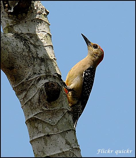 Red Crowned Hoffmann S Woodpecker Melanerpes Rubricapillus Flickr