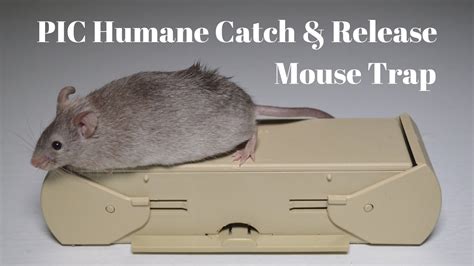 The Pic Humane Catch And Release Mouse Trap In Action Youtube