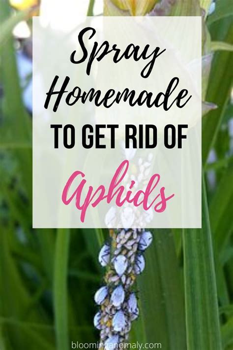 How To Get Rid Of Aphids On Plants Artofit