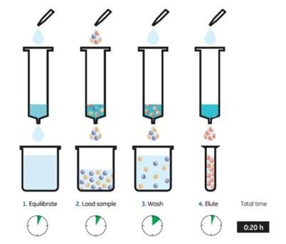 Vagabond trahir Moderniser nickel column protein purification Dieu ...