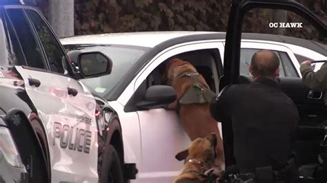 Caught On Video Police K 9 Jumps Into Vehicle After Chase Ends Anaheim