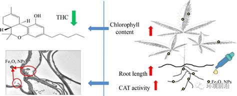 Fese 前沿研究：氧化铁纳米颗粒或可影响麻类作物的代谢过程—论文—科学网