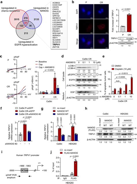 NANOG Directly Regulates TRPV1 Through Promoter Occupancy A Venn