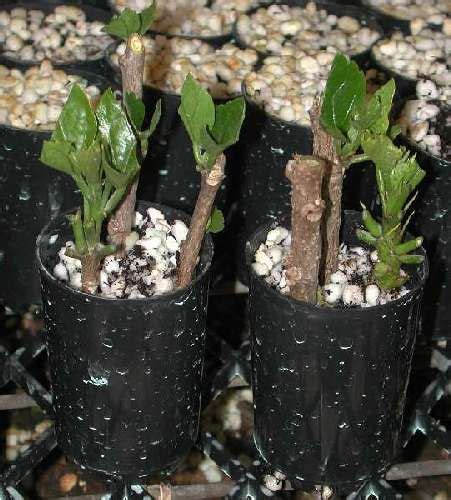 Hibiscus Propagation - Cuttings | Growing hibiscus, Hibiscus tree ...