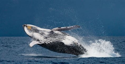 La Baleine Bosse Saute Hors De L Eau Beau Saut Madagascar Le