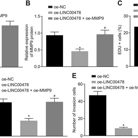 Over Expression Of LINC00478 Inhibits Proliferation Migration And