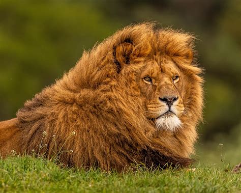 Wallpaper Lion, mane, wildlife, face 2560x1600 HD Picture, Image