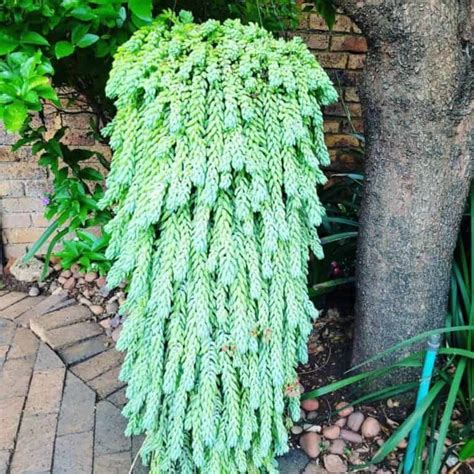 Burros Tail Plant Care How To Grow And Propagate Sedum Morganianum