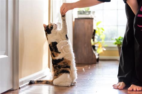 Entrenando a tu gato los trucos más lindos para enseñarle a tu gato