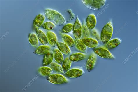 Algae Light Micrograph Stock Image C0594097 Science Photo Library