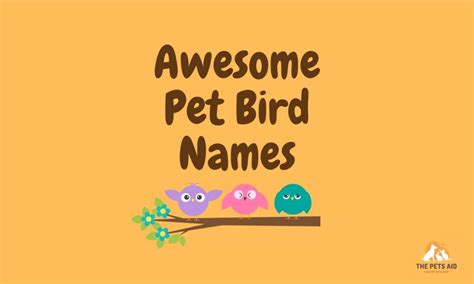 50+ Awesome Pet Bird Names in 2023 - (With Meanings)