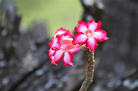 Impala Lily - Wildlife Den - South African And Australian Wildlife ...